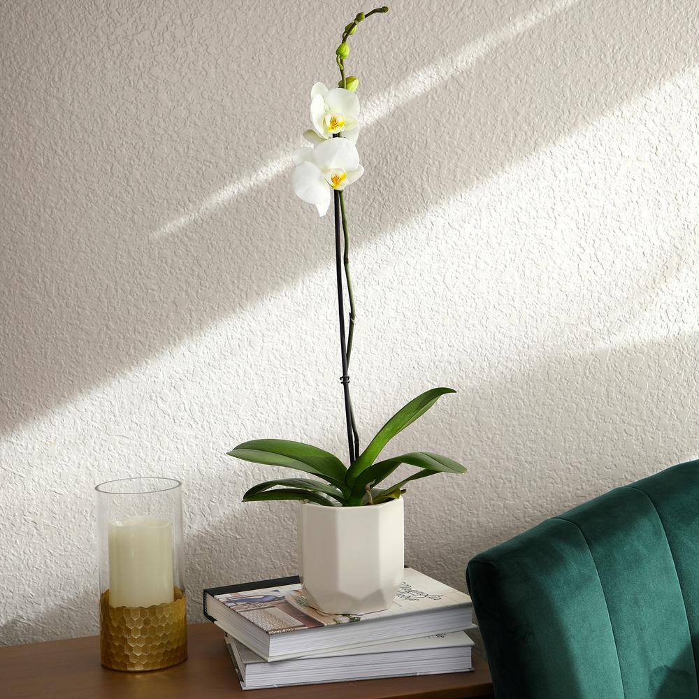 White Phalaenopsis Orchid in Ceramic Planter - Indoor/Outdoor Flower