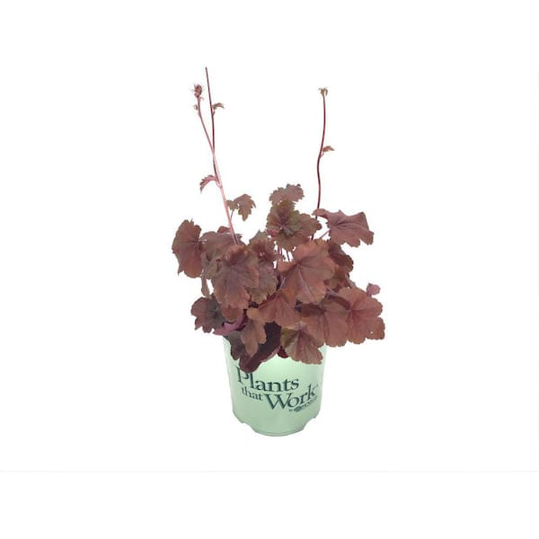 Vigoro 2.6 Qt. Heuchera Plant