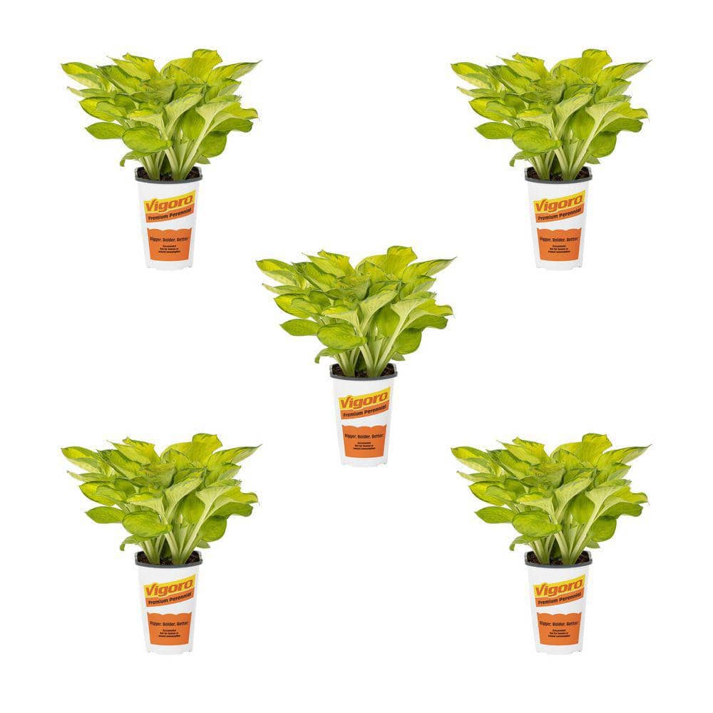 1.5 Qt. Hosta Rainforest Sunrise Perennial Plant (5-Pack) price history on PriceWatchPro