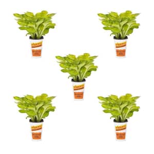 1.5 Qt. Hosta Rainforest Sunrise Perennial Plant (5-Pack)
