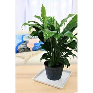 6 in. Peace Lily Indoor Plant in Small White Ribbed Plastic Decor Planter (2-Pack)