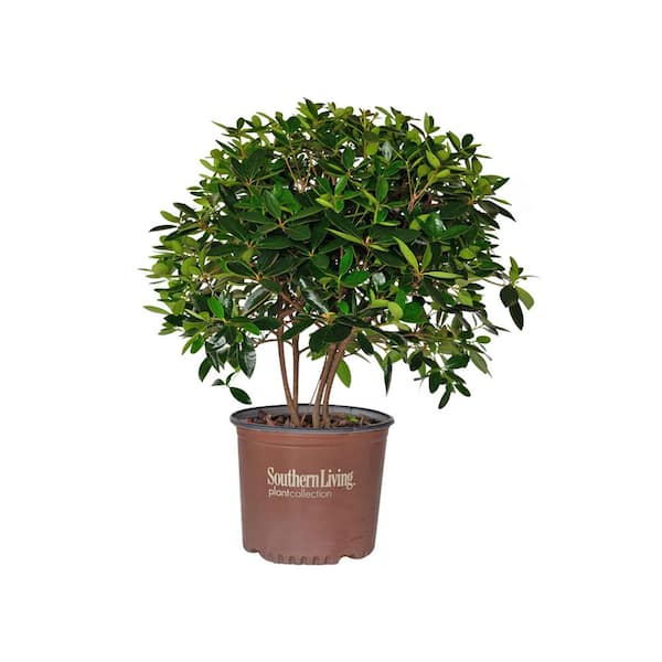 3 Gal. Bigfoot Cleyera Shrub (Ternstroemia Gymnanthera; False Japanese Cleyera) Live Evergreen Plant for Privacy