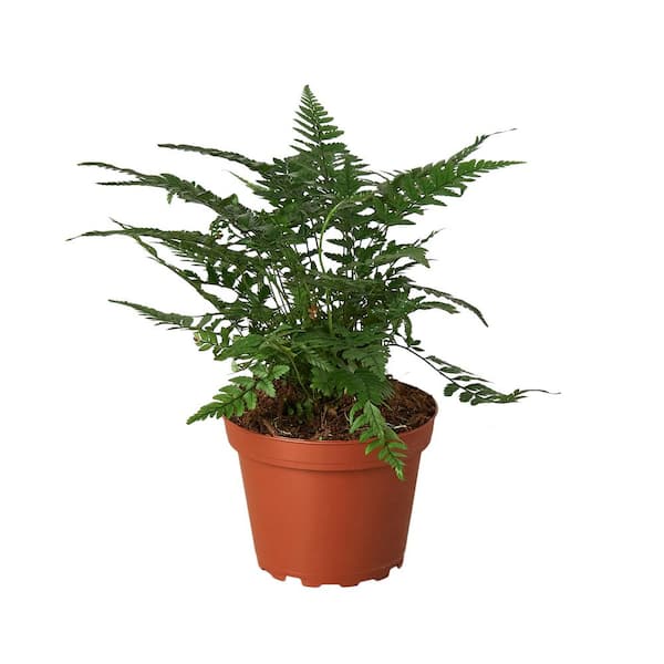 Unbranded Korean Rock Fern (Polystichum tsus-simense) Plant in 4 in. Grower Pot