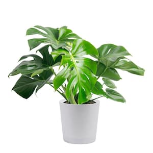 Costa Farms Trending Tropical Monstera Cobra Indoor Plant in 6 in.  Self-Watering Pot, Avg. Shipping Height 1-2 ft. Tall M-MOC-S-MWG-01 - The  Home Depot