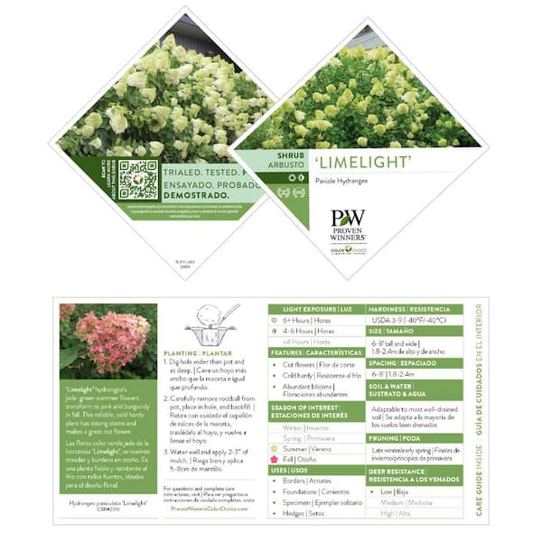 PROVEN WINNERS 4.5 in. qt. Limelight Hardy Hydrangea (Paniculata