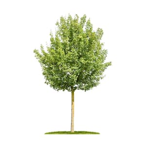 3 ft. Hedge Maple Tree with Low-Maintenance Qualities Excellent for Hedging