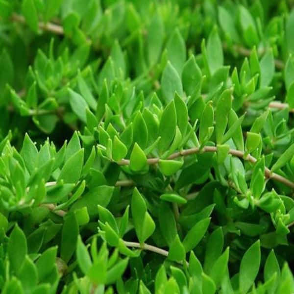 Cesicia 4 in. D x 3.5 in. H Non-Fragrant Gold Moss Stonecrop with Yellow Flowers (3-Pack)