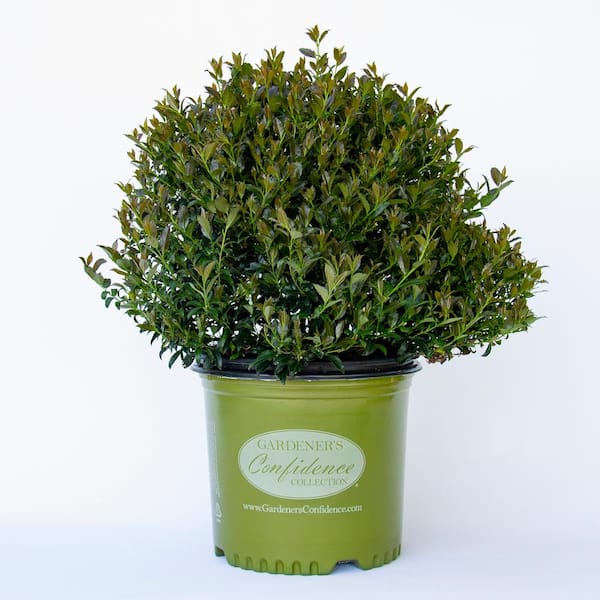 Vigoro 2 Gal. Bullseye Japanese Holly (Ilex), Live Plant, Rounded Growth Habit, Glossy Foliage, Burgundy New Growth