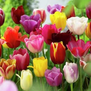 Mixed Tulips Non-Stop Mixed Colors Blend Bulbs (25-Pack)