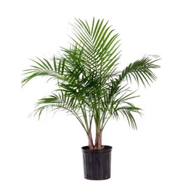 BELL NURSERY 2 Gal. Majesty Palm Plant in 10 in. Nursery Pot