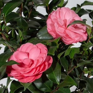 2 Gal. Early Wonder Camellia with Formal Pink Double Blooms