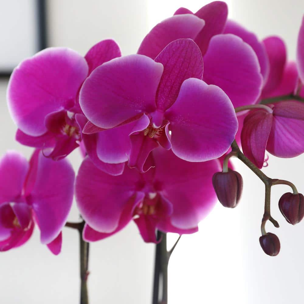 Elegant Purple Orchid in White Ceramic Pot