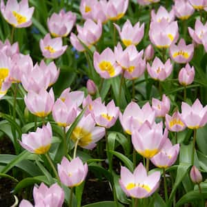 6/Plus cm, Lilac Wonder Bakeri Tulip Flower Bulbs, Pink (Bag of 100)