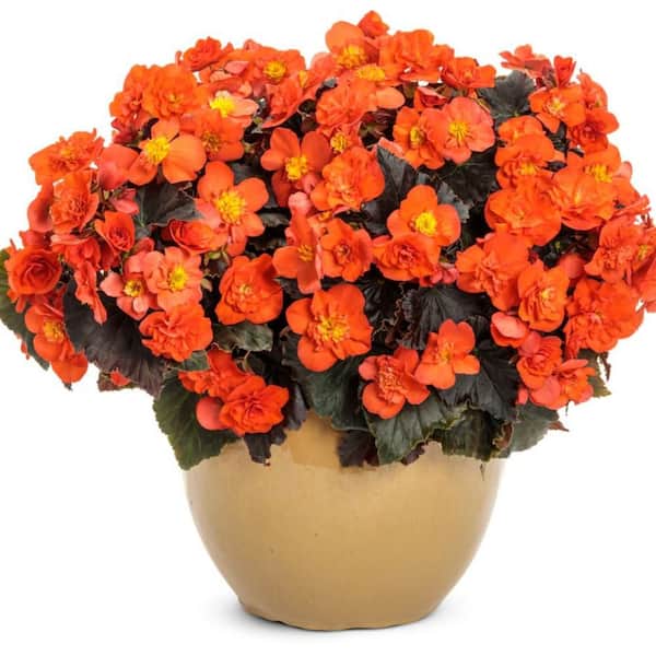 4.25 in. Eco+ Grande Solenia Chocolate Orange Rieger Begonia (Begonia x Hiemalis) Annual Plant, Orange Flowers 4-Pack