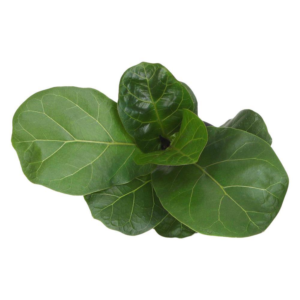 Large Fiddle-Leaf Fig in White Planter