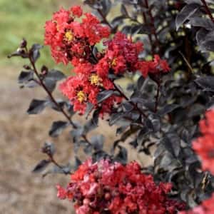 7 gal. Sunset Magic Crape Myrtle Flowering Deciduous Tree with Red Flowers
