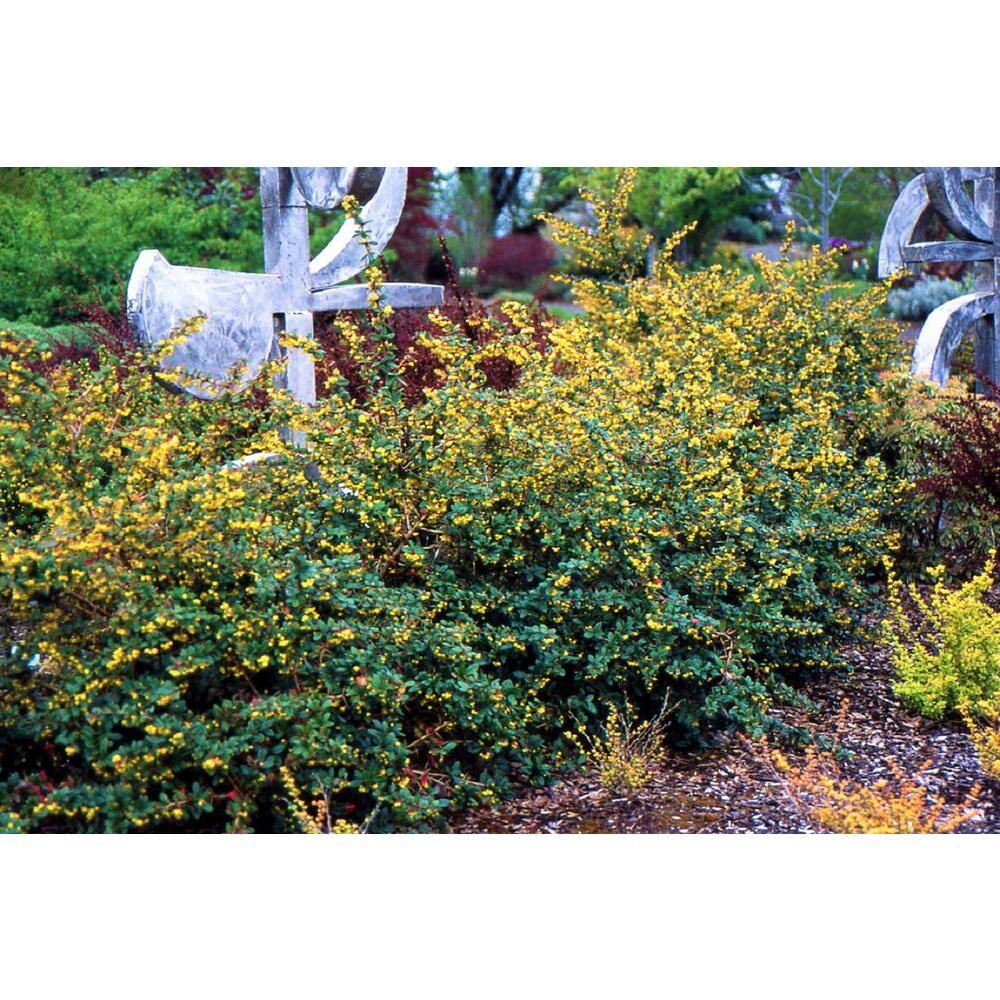 1 Gal. William Penn Evergreen Barberry Shrub with Glossy Dark Green Foliage and Long Thorns price history on PriceWatchPro