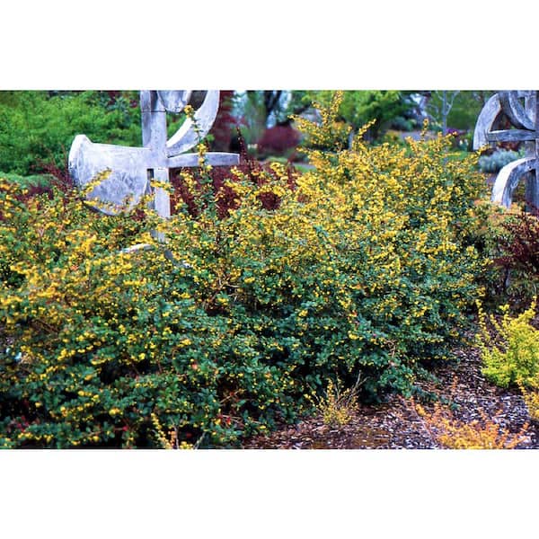 Online Orchards 1 Gal. William Penn Evergreen Barberry Shrub with Glossy Dark Green Foliage and Long Thorns