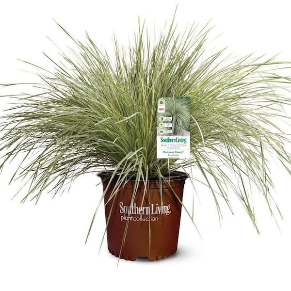 2.5 Qt. Platinum Beauty Lomandra, Live Evergreen Grass, Green and White Striped Foliage