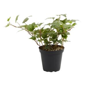 4 in. English Ivy Glacier (Hedera helix Variegata) Plant in Grower Pot