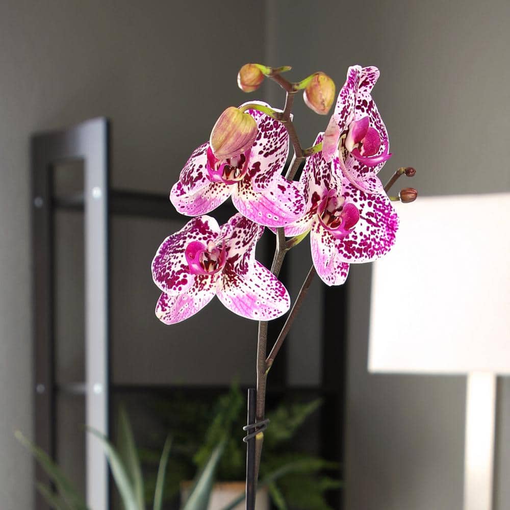 Multicolor Phalaenopsis Orchid in White Ceramic Pot