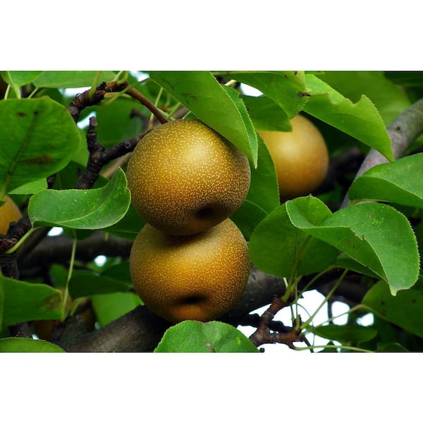 Online Orchards Dwarf Hosui Asian Pear Tree Bare Root