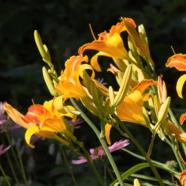national PLANT NETWORK Bare Root Daylily Frans Hals Perennial