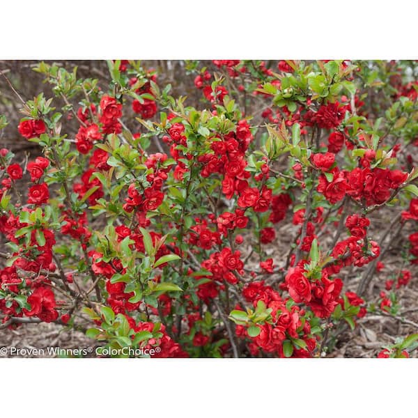 2 gal. Double Take Scarlet Quince (Chaenomeles Speciosa) Live Flowering Shrub with Large Double Scarlet Red Flowers