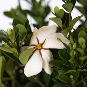 2.5 Qt. Kleim's Hardy Daisy Gardenia, Live Evergreen Shrub, White Fragrant Blooms
