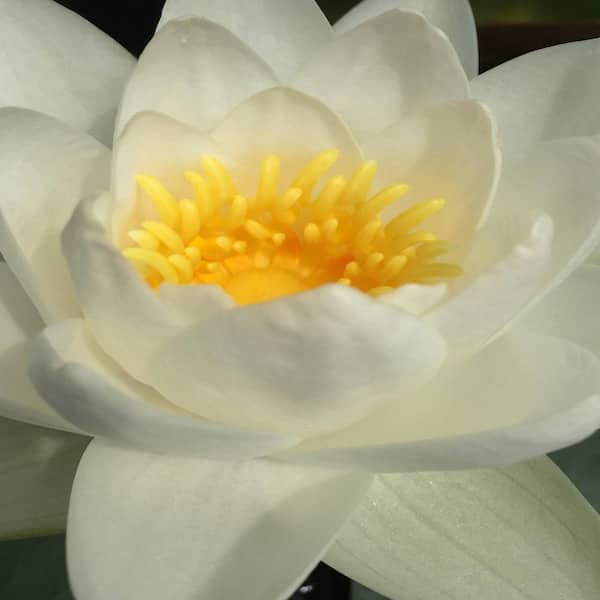 Unbranded Givhandys 4-1/2 in. Potted Virginalis Hardy Water Lily Aquatic Pond Plant