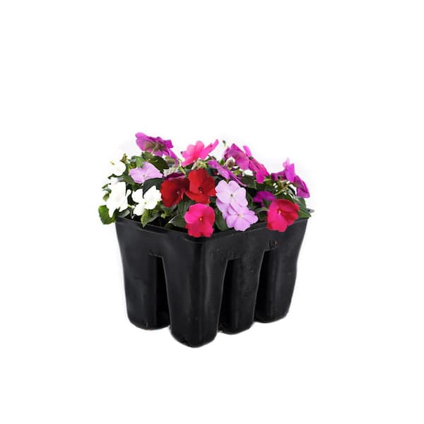 Impatiens Plant (6-Pack) 1002971786 - The Home Depot