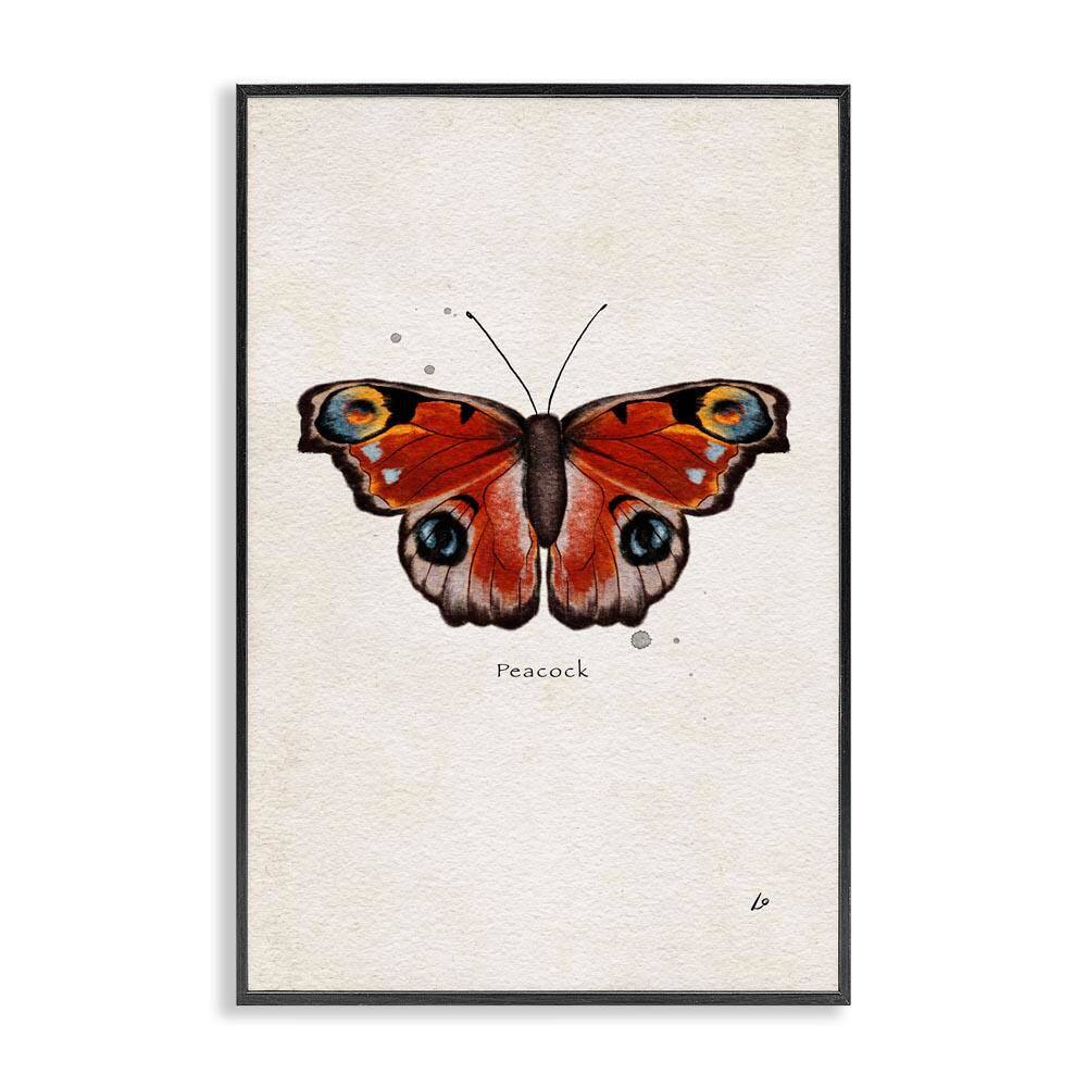 Peacock Butterfly Study by Lydia Orange Black Framed Animal Giclee Art Print 24 in. x 16 in. price history on PriceWatchPro