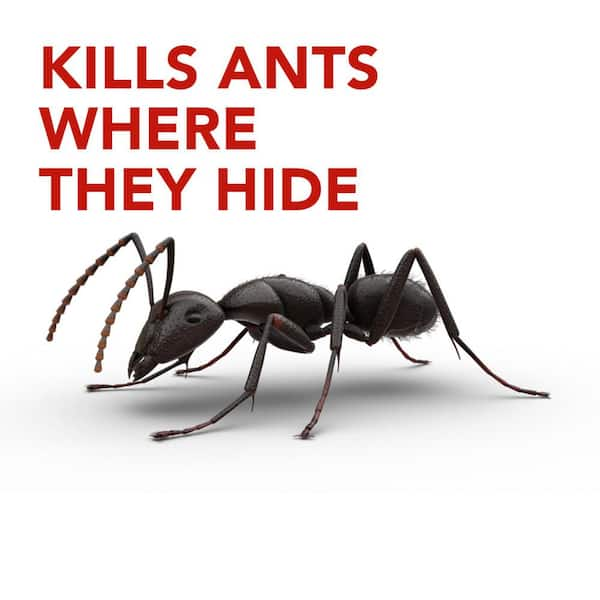 DON'T KILL the ants in your home!! ❌ 