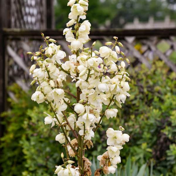 Proven Winners 0.65 Gal. 'Dragon Slayer' Adam's Needle (Yucca