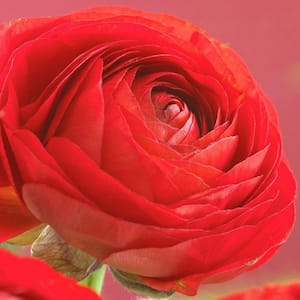Butter Cups Ranunculus Double Red Bulbs (Set of 25)