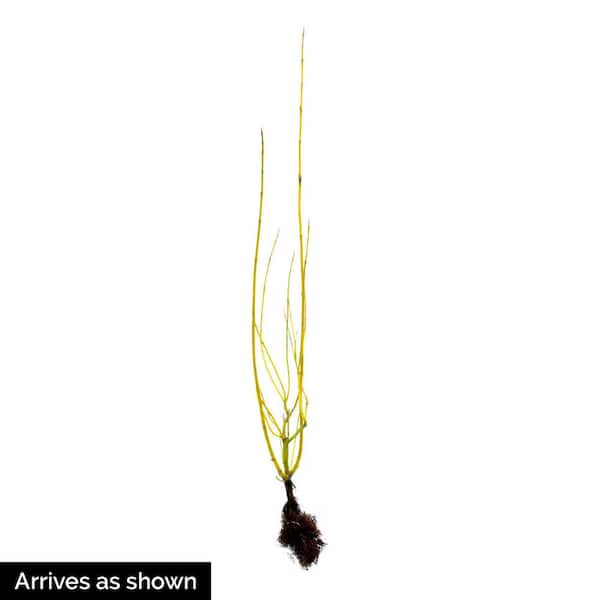 Budd's Yellow Twig Dogwood, Live Deciduous Bareroot Shrub (1-Pack)