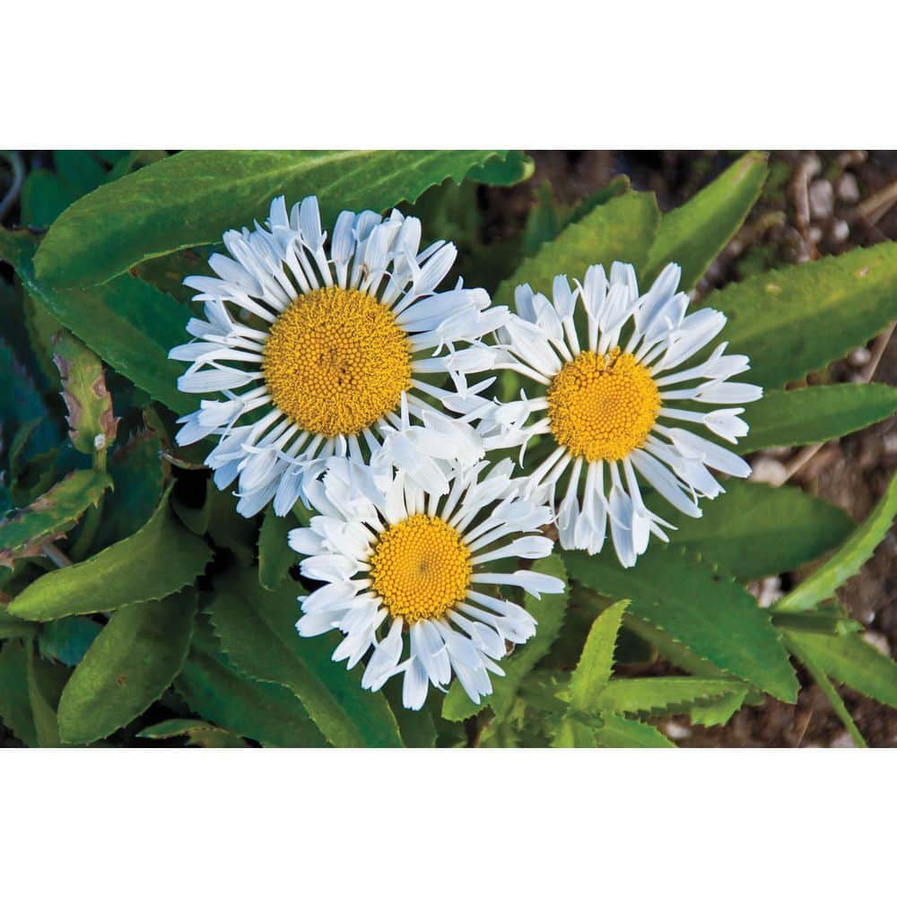 Sophie White Flowering Shasta Daisy Outdoor Perennial Plant