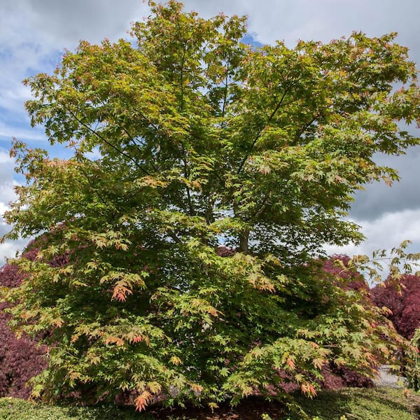 DIRECT GARDENING 3 Gal. Pot, Sango Kaku Coral Bark Japanese Maple Ornamental Tree (1-Pack)