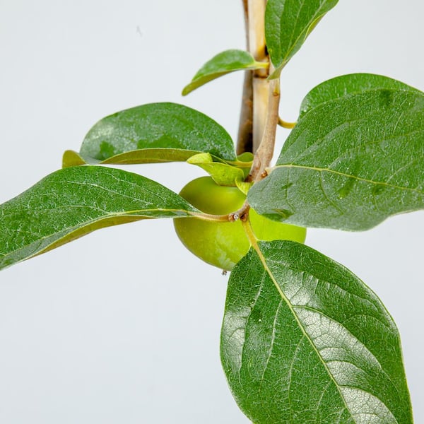 Perfect Plants 4.5 ft. Tall Ichi-Ki-Kei-Jiro Persimmon Tree Perfect Plants 4.5 ft. Tall Ichi-Ki-Kei-Jiro Persimmon Tree