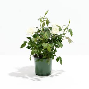 4 in. Snow White Miniature Roses in Grower Pot