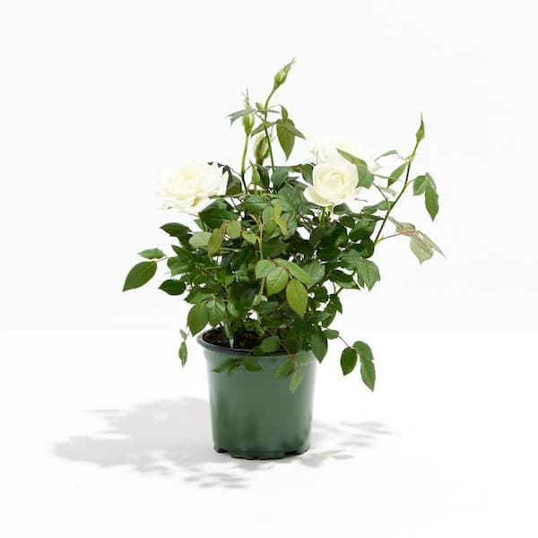 LIVELY ROOT 4 in. Snow White Miniature Roses in Grower Pot