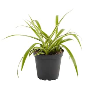 4 in. Spider Plant (Chlorophytum Comosum) Plant in Grower Pot