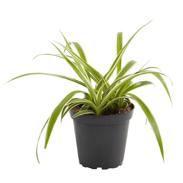 LIVELY ROOT 4 in. Spider Plant (Chlorophytum Comosum) Plant in Grower Pot