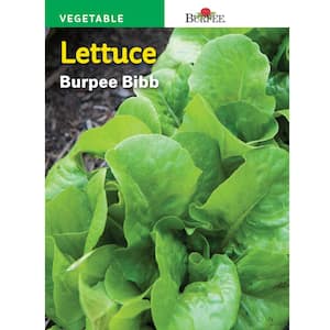Bibb Butterhead Lettuce Seed