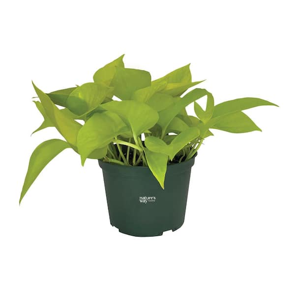 bantel's sensation snake plant decor Sayuri Snake Plant  Crazy Plant Bae