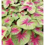 4.5 in. Quart Heart to Heart Lemon Blush (Caladium) Live Plant in Green and Pink Foliage
