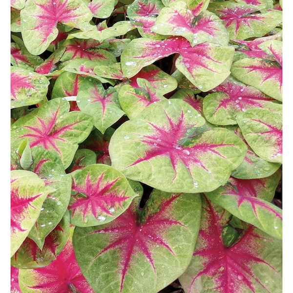 PROVEN WINNERS 4.5 in. Quart Heart to Heart Lemon Blush (Caladium) Live Plant in Green and Pink Foliage