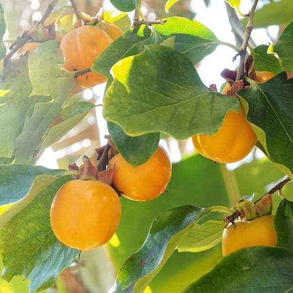 Perfect Plants 4.5 ft. Tall Ichi-Ki-Kei-Jiro Persimmon Tree Perfect Plants 4.5 ft. Tall Ichi-Ki-Kei-Jiro Persimmon Tree