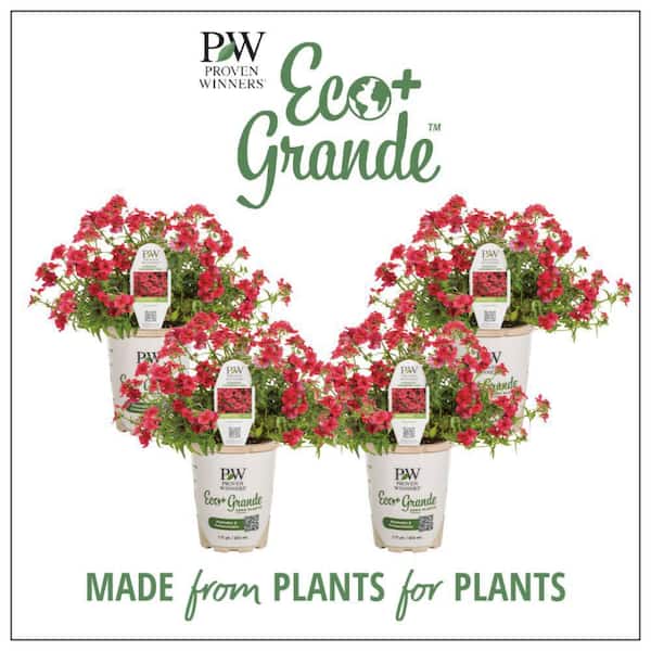Proven Winners 4.25 in. Eco+ Grande Sunsatia Cranberry Red Nemesia
