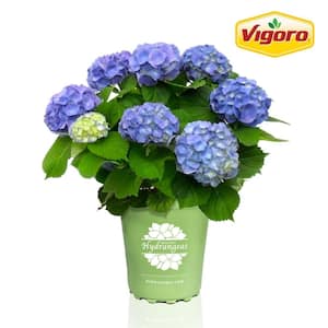 2 Gal. Brestenburg Hydrangea Live Shrub with Blue Flowers